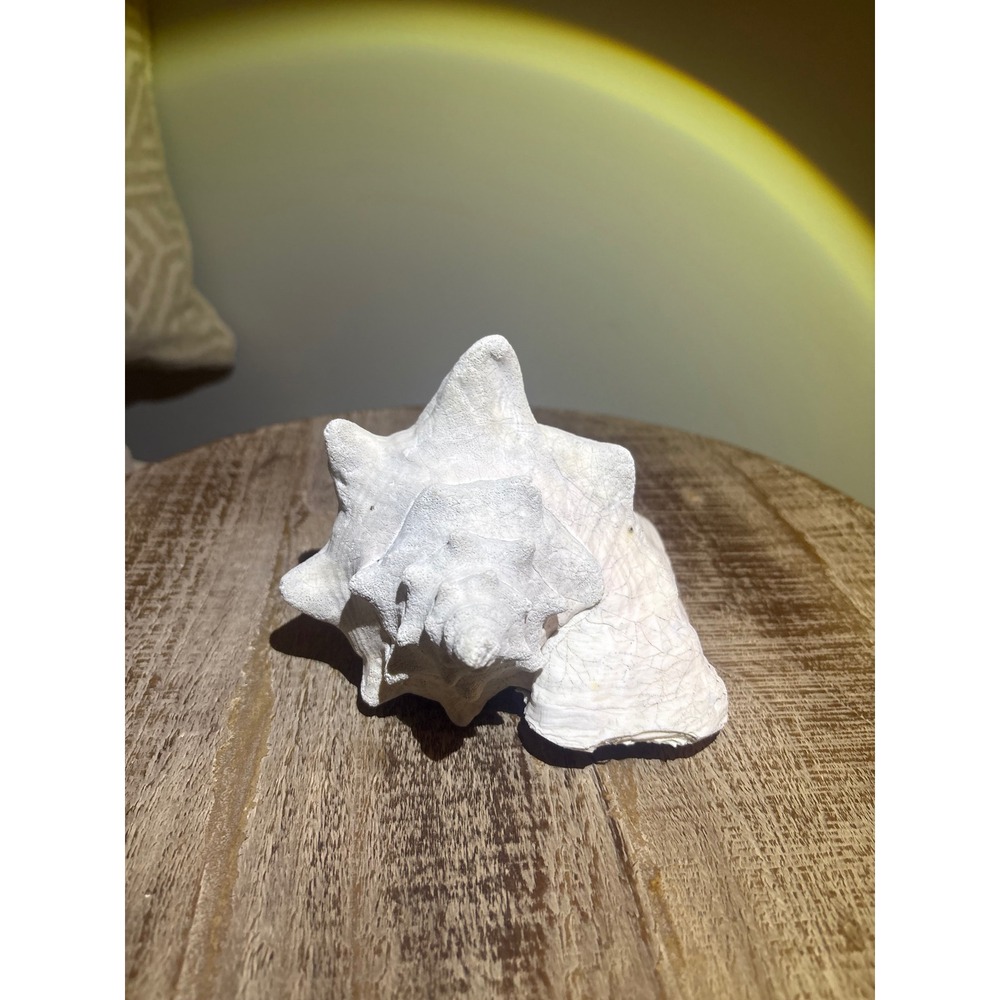 Real Sea Shell / Queen Conch Shell - Picture 2 of 5